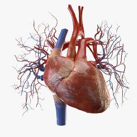 3D Heart model